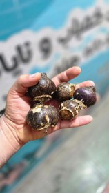 تصویر پیاز گل سنبل ایرانی 