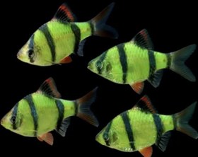 تصویر ماهی تایگر بارب سبز فسفری ۳ تا ۴ سانت (پک ۴ عددی) Glow green tiger barb