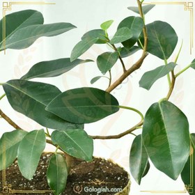 تصویر فیکوس جنگلی 