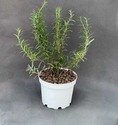 تصویر گلدان رزماری 