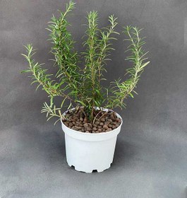 تصویر گلدان رزماری 
