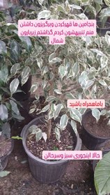 تصویر گل زیبای بنجامین ابلق 