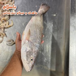 تصویر ماهی شوریده 