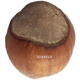 تصویر فندق خام 