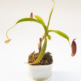 تصویر گیاه طبیعی نپنتس حشره خوار نژاد (ماکسیما آریستو) سایز بالغ 
