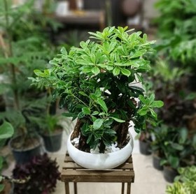 تصویر بنسای میخک هندی 