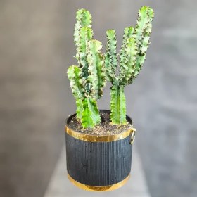 تصویر افوربیا 