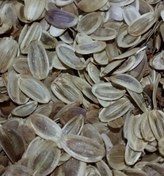 تصویر بذر انغوزه تلخ (قبل از سفارش موجودی بگیرید ) - ۲۰کیلو 