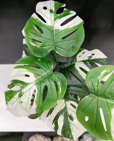 تصویر درختچه مصنوعی 12 برگ مونسترا ابلق 