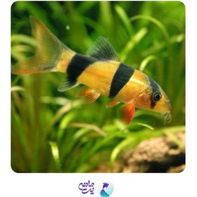 تصویر ماهی لوچ دلقک پک چند عددی 