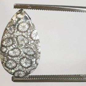 تصویر نگین فسیل مرجان طبیعی 250119 