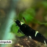 تصویر شریمپ میگو بلک کینگ کنگ Shrimp Black King Kong 