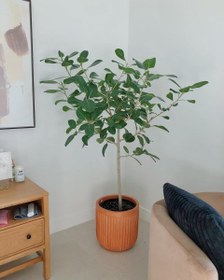 تصویر استفاده از فیکوس هندی برای زیباسازی دکور 