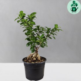 تصویر بونسای جینسینگ 