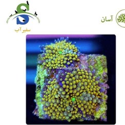تصویر مرجان ماشروم ریکوردیا فلوریدا زرد 