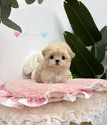 تصویر سگ مالتیز عروسکی 