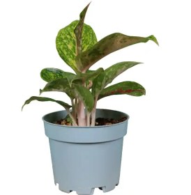 تصویر آگلونما بیگ پاپا 