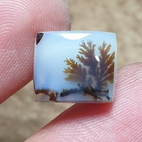 تصویر شجر قائن 