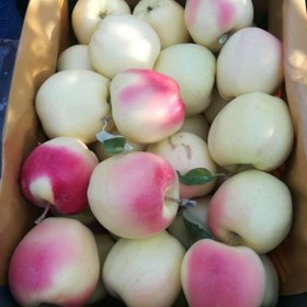 تصویر نهال سیب عروس 