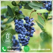 تصویر نهال بلوبری Blueberry