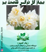 تصویر پیاز گل نرگس شصت پر 