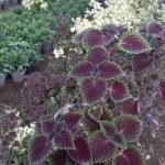 تصویر حسن یوسف 