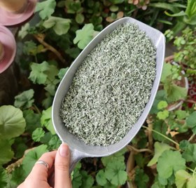 تصویر پونه محلی 