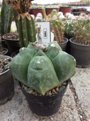 تصویر بذر کاکتوس آستروفیتوم کیکو نودوم ژاپن ELG.8993 - بسته 10 عددی Astrophytum Myrio Kikko nudum JAPAN ELG.8993