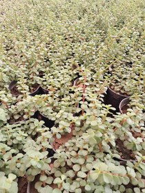 تصویر کراسولا (خرفه ای) 