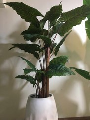 تصویر پیش‌نویس درختچه بابا آدم ۲متری Derkhtche baba adam