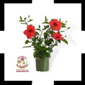 تصویر گل ختمی گل قرمز | ارسال سریع | گل آپارتمانی همیشه گلدار | مقاوم به خشکی 