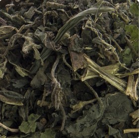 تصویر برگ گزنه دارای آهن و ویتامین C