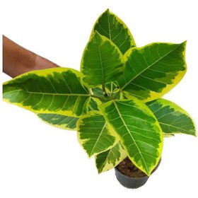 تصویر گیاه طبیعی فیکوس آلتیسیما مدل 03 