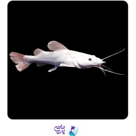 تصویر ماهی ردتیل آلبینو سایز 10 تا 13 سانت 