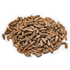 تصویر چلغوز خام 