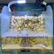 تصویر پالوداریوم تزئینی با بخار سرد و طرح آتشفشان 