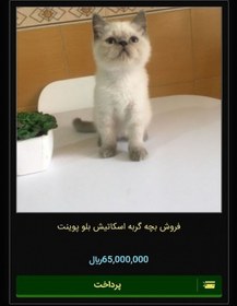تصویر فروش بچه گربه اسکاتیش 