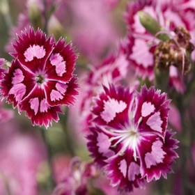 تصویر گل میخک 