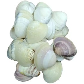 تصویر صدف تک کفه مدل کالینگ 25 عددی 