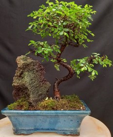 تصویر بونسای(بنسای) نارون ژاپنی هوکایدو ۱۷ ساله ا Ulmis bonsai Ulmis bonsai