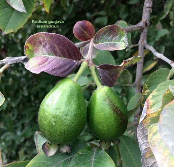 خرید و قیمت بذر گواوا، زیتون محلی (10 عددی) Psidium guajava | ترب