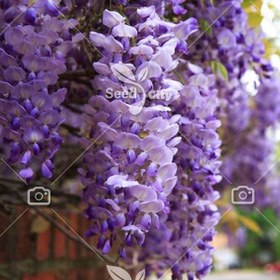 تصویر بذر واقعی بونسای ویستریا - Wisteria 