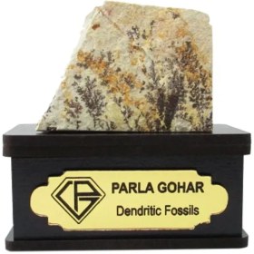 تصویر سنگ شجر فسیلی کد 2190 