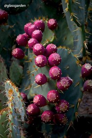 تصویر کاکتوس اپونیا 