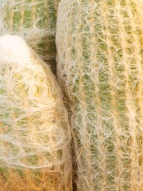 تصویر کاکتوس اسپوستا 