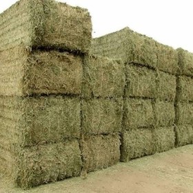 تصویر بذر یونجه سینا ۵۰ گرم 