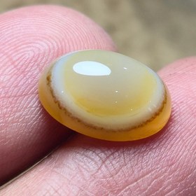 تصویر باباقوری زرد تک چشم طبیعی منظم 