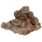 تصویر فسیل کمیاب نوموليت تجمعی با قدمت چند میلیون ساله 