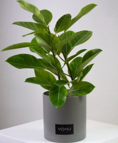 تصویر گلدان پلیمری فیکوس سبز 