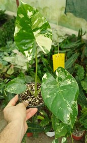 تصویر گل باباآدم ابلق گلدون۱۲ 